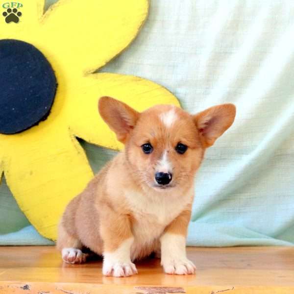 Kolby, Pembroke Welsh Corgi Puppy