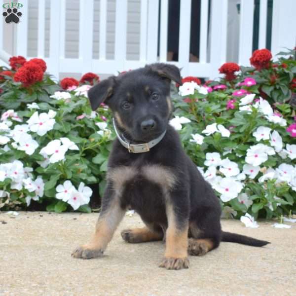 Kolby, German Shepherd Puppy