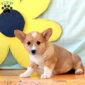 Kolby, Pembroke Welsh Corgi Puppy