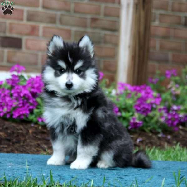 Kolby, Pomsky Puppy