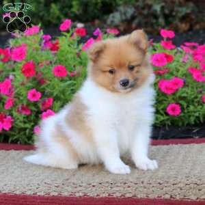 Kolby, Pomeranian Puppy