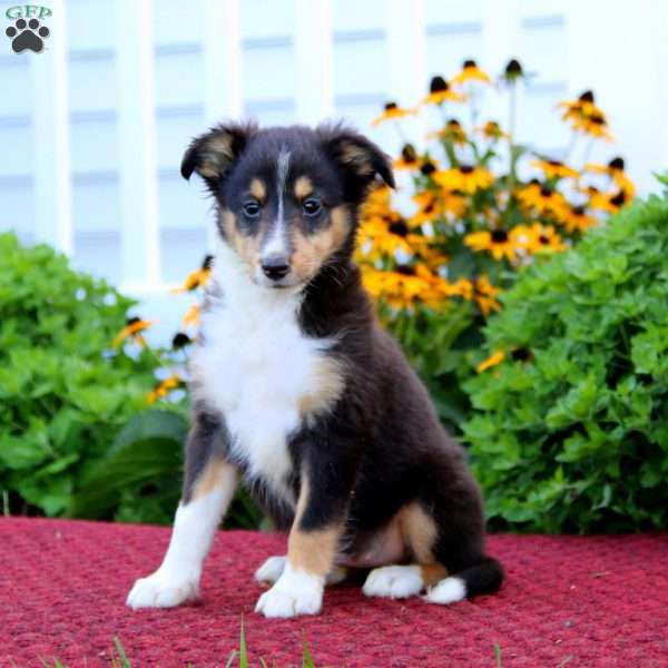 Kookie, Sheltie Puppy