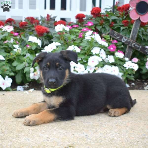 Kooper, German Shepherd Puppy