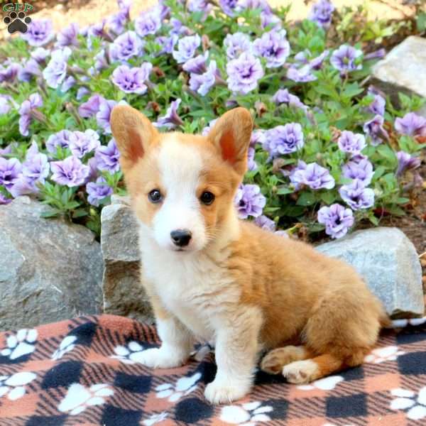 Kooper, Pembroke Welsh Corgi Puppy