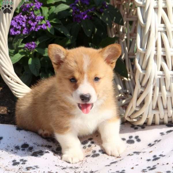 Korey, Pembroke Welsh Corgi Puppy