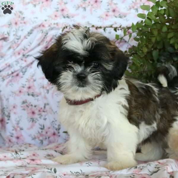 Krista, Shih Tzu Puppy