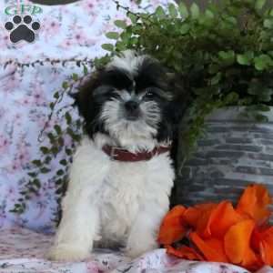 Krista, Shih Tzu Puppy