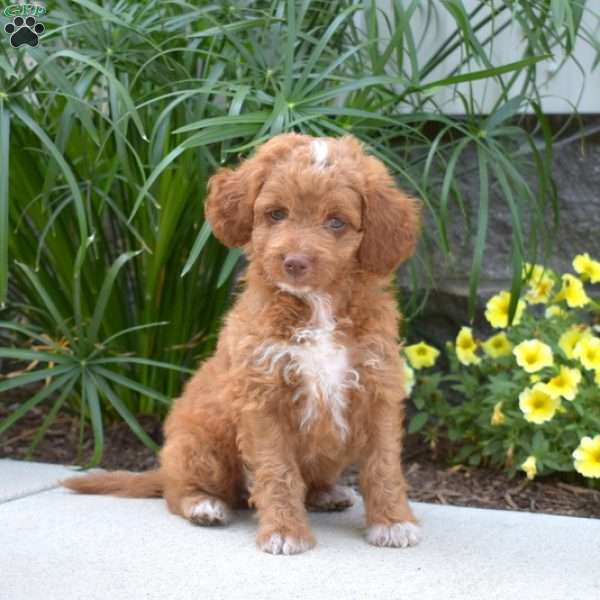 Kyle, Mini Goldendoodle Puppy