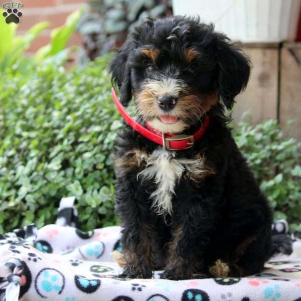 Kyle, Bernedoodle Puppy