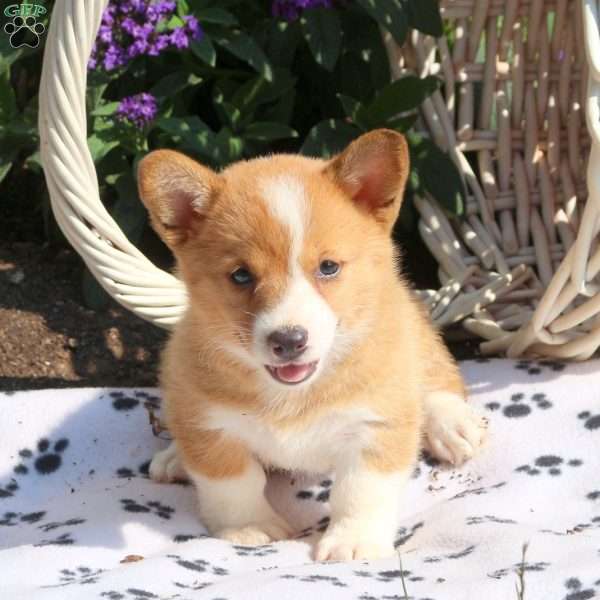 Kyle, Pembroke Welsh Corgi Puppy