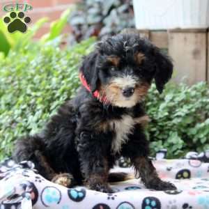 Kyle, Bernedoodle Puppy