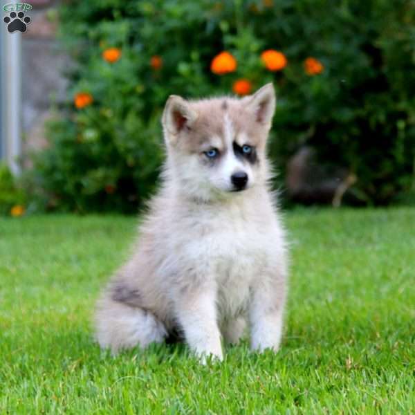 Kyle, Pomsky Puppy