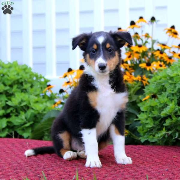 Kyle, Sheltie Puppy