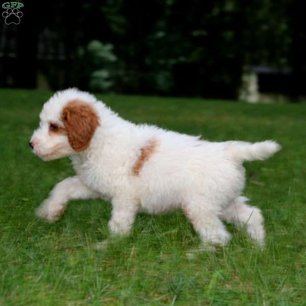 Kyle, Goldendoodle Puppy