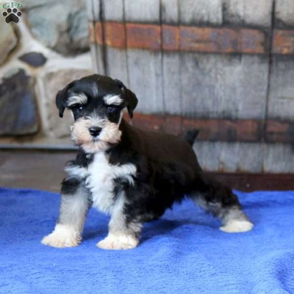 Kyle, Miniature Schnauzer Puppy