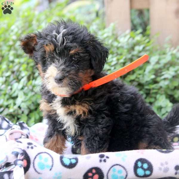 Kylie, Bernedoodle Puppy