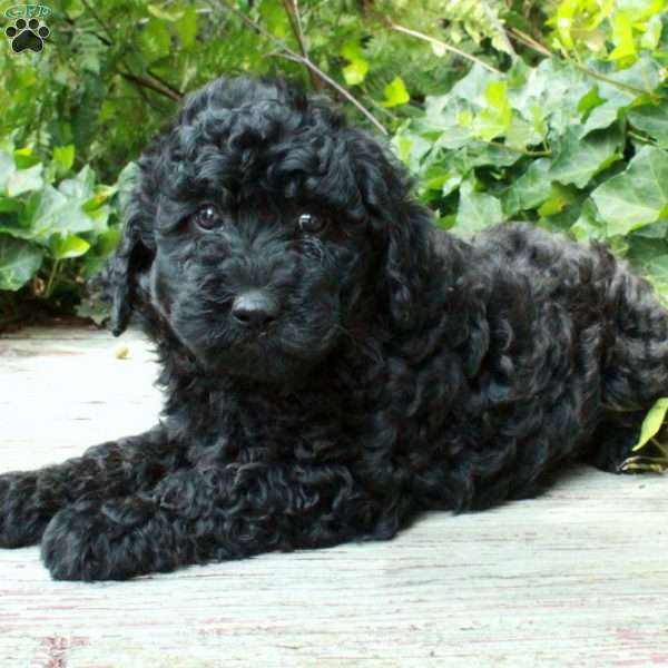 Lacey, Miniature Poodle Mix Puppy