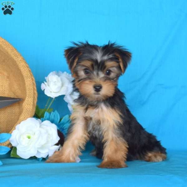 Lacy, Yorkie Puppy