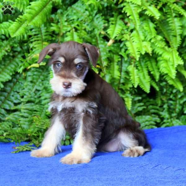 Lacy, Miniature Schnauzer Puppy