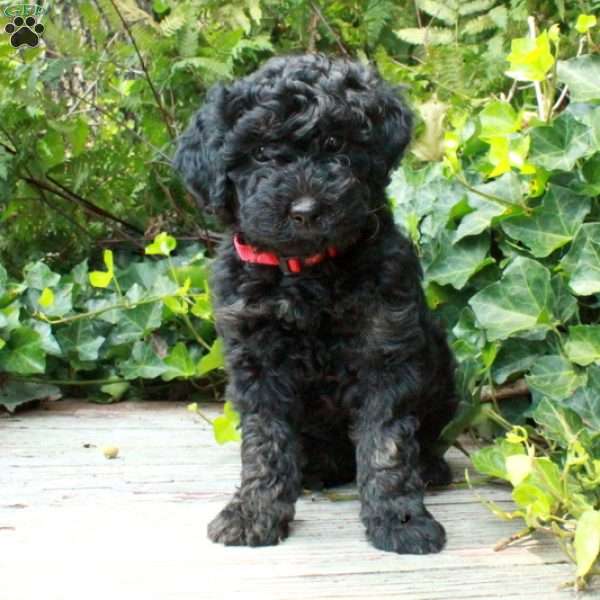 Lady, Miniature Poodle Mix Puppy