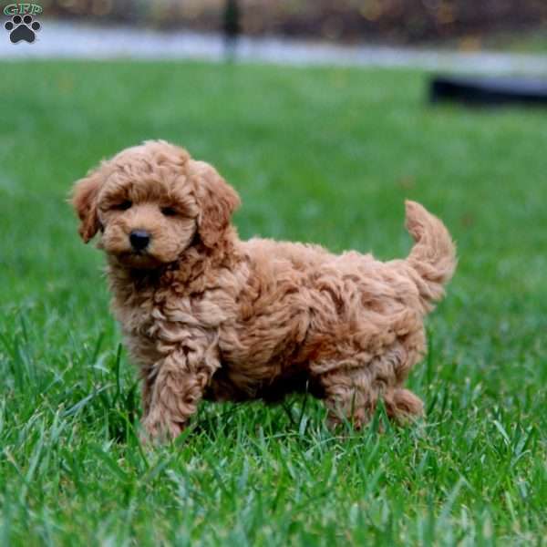 Lady, Mini Goldendoodle Puppy