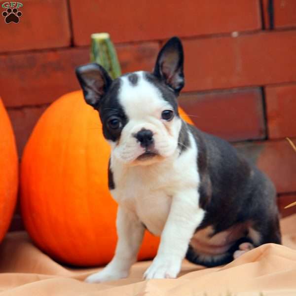 Lainey, Boston Terrier Puppy