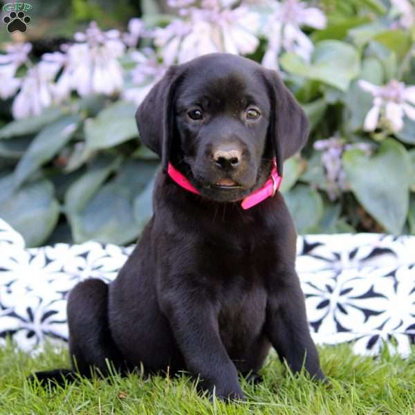 Lainey, Black Labrador Retriever Puppy