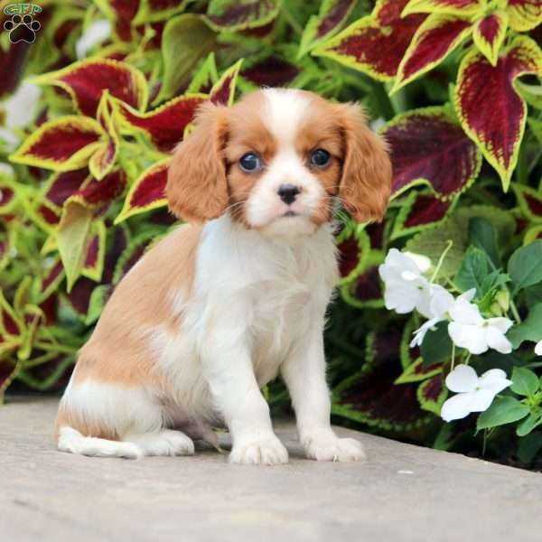 Lamar, Cavalier King Charles Spaniel Puppy