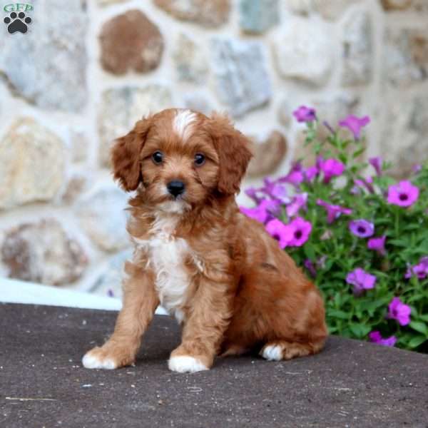 Lamar, Cavapoo Puppy