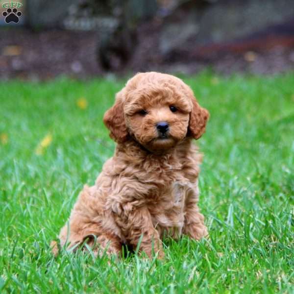 Lance, Mini Goldendoodle Puppy