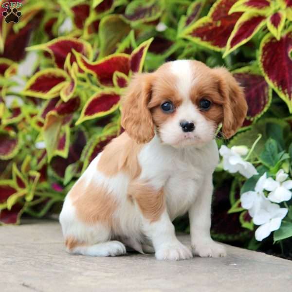 Landon, Cavalier King Charles Spaniel Puppy