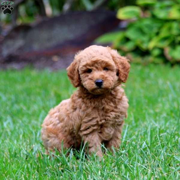 Landon, Mini Goldendoodle Puppy