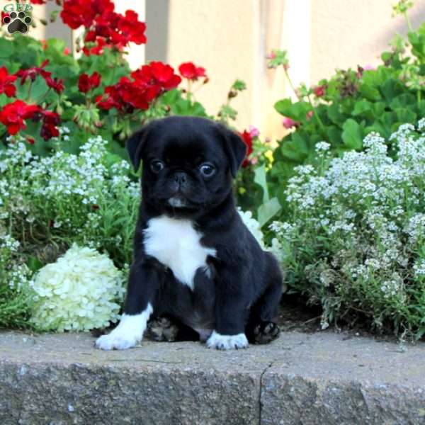 Landry, Pug Puppy