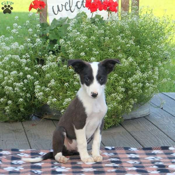 Lane, Border Collie Mix Puppy