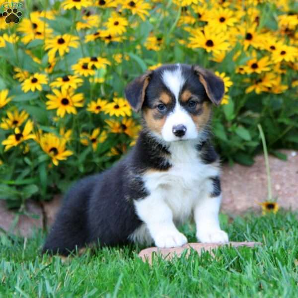 Lanie, Pembroke Welsh Corgi Puppy