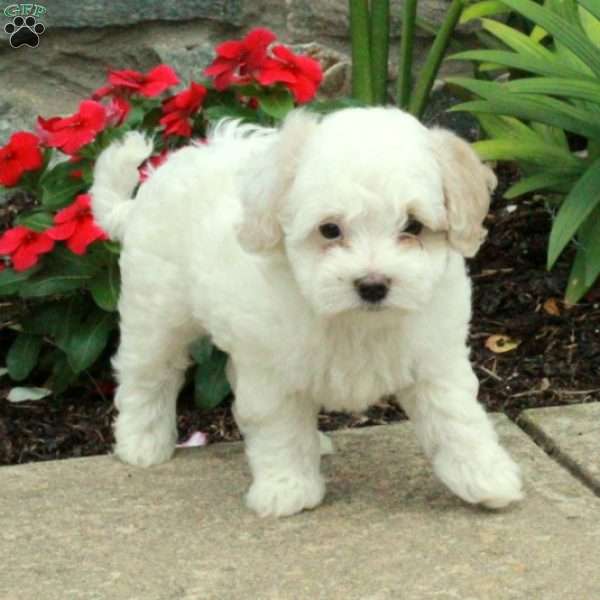 Lanor, Maltipoo Puppy