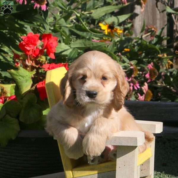 Larry, Cocker Spaniel Puppy