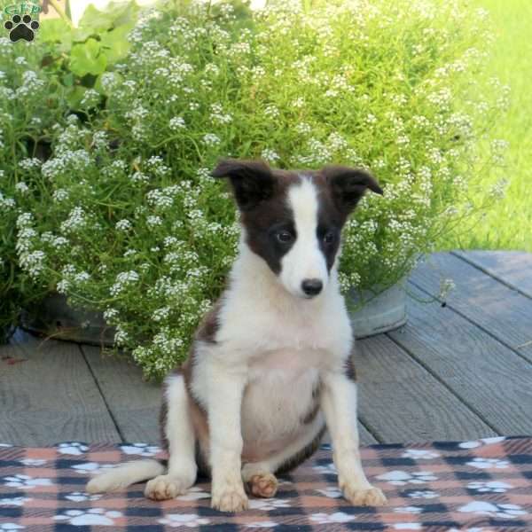 Lassie, Border Collie Mix Puppy