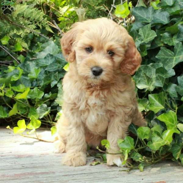 Lassie, Miniature Poodle Mix Puppy