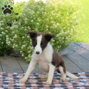 Lassie, Border Collie Mix Puppy