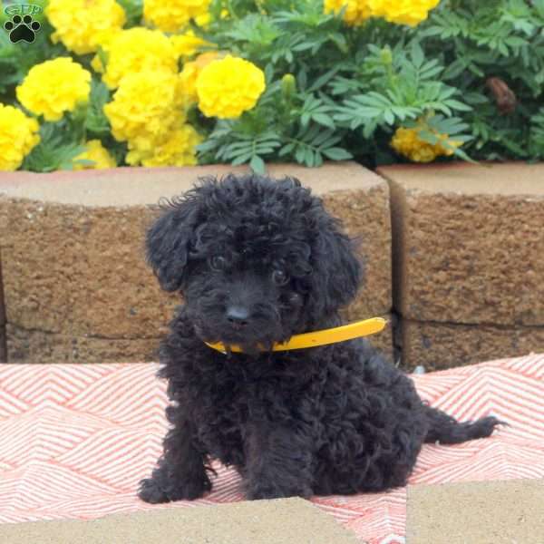 Lassie, Cockapoo Puppy