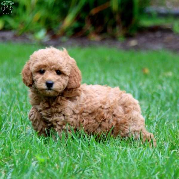 Lassie, Mini Goldendoodle Puppy