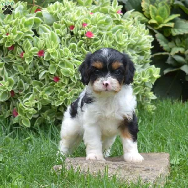 Latte, Cavapoo Puppy