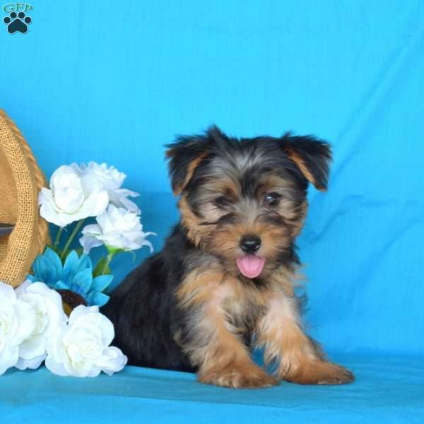 Latte, Yorkie Puppy