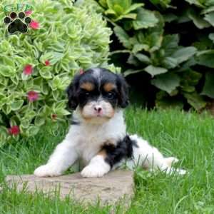 Latte, Cavapoo Puppy