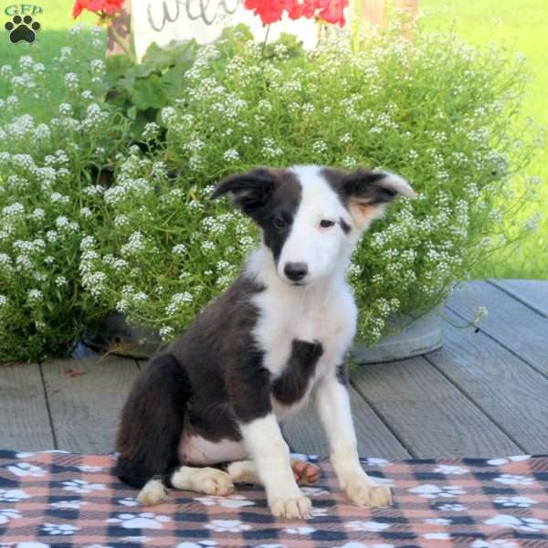 Laura, Border Collie Mix Puppy