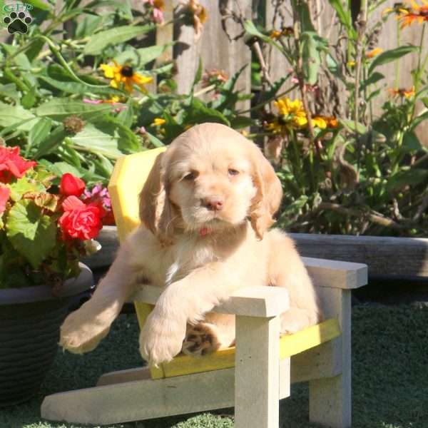 Laura, Cocker Spaniel Puppy