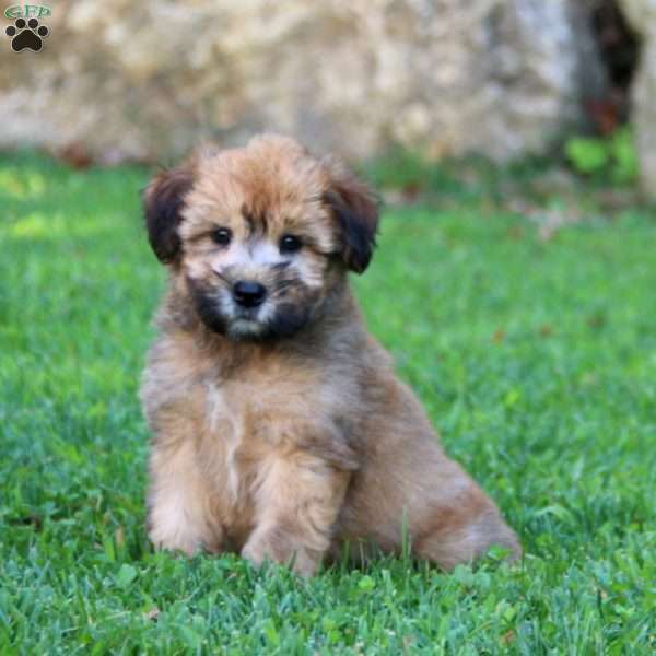 Laura, Soft Coated Wheaten Terrier Puppy