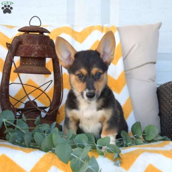 Lavender, Pembroke Welsh Corgi Puppy