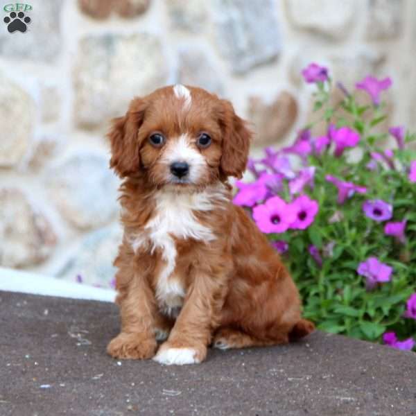 Lavern, Cavapoo Puppy